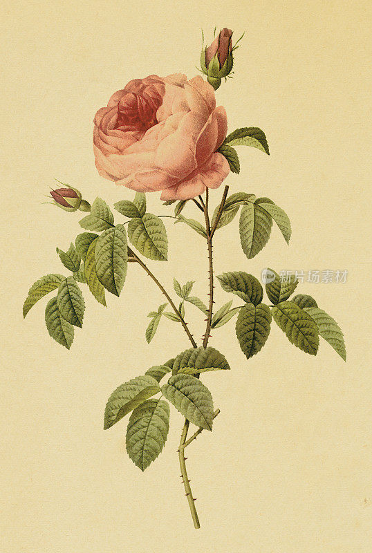 卷心菜玫瑰|古董花卉插图